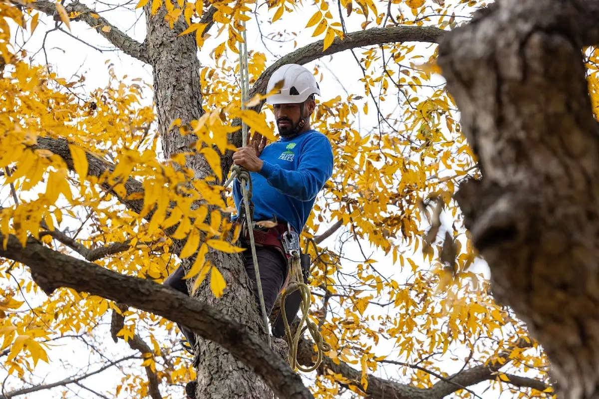 Skilled Tree Planing crew working in Cottage Grove